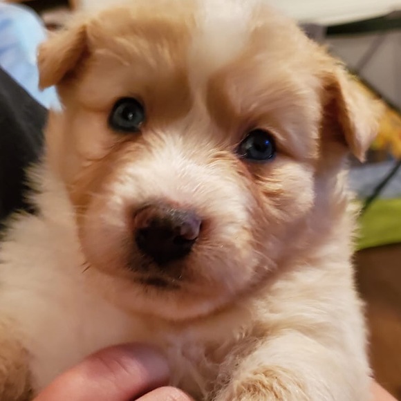 Meet your Posher, Adriana - Picture 1 of 1